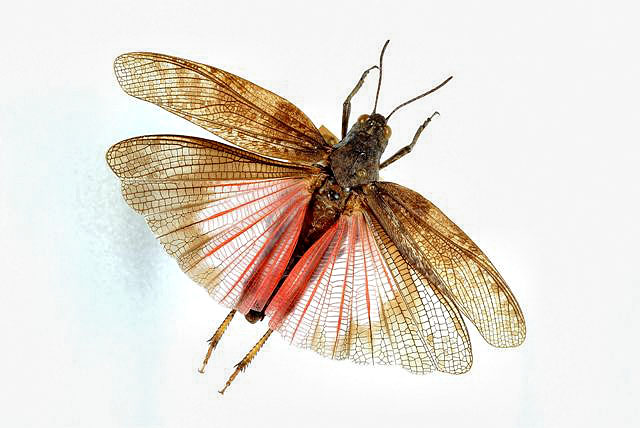 Schnarrschrecke.jpg desc